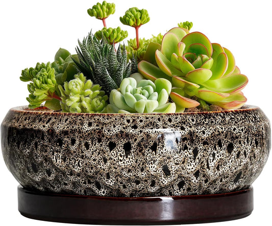 Succulent Planter 6 Inch - Ceramic Bonsai Pots with Drainage Hole and Tray, Shallow Plant Pot Indoor Outdoor, Cactus Succulent Pot, Round Bonsai Planter, Home Decor, Plant Lover Gift, White