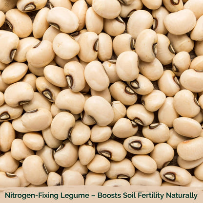 KVITER 75 California Black Eyed Peas Seeds for Planting (Vigna Unguiculata L.) — Cowpeas, Heirloom, Non GMO & Organic Peas, Field Peas, Heavy Yield — Vegetable Seeds for Outdoor Garden, Containers