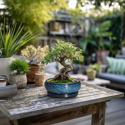 Succulent Pots - 6 Inch Ceramic Bonsai Pots with Drainage Hole and Saucer, Shallow Planter for Indoor Outdoor, Round Succulent Planter, Cactus Pot, Office Decor, Gifts for Plant Lovers, Blue