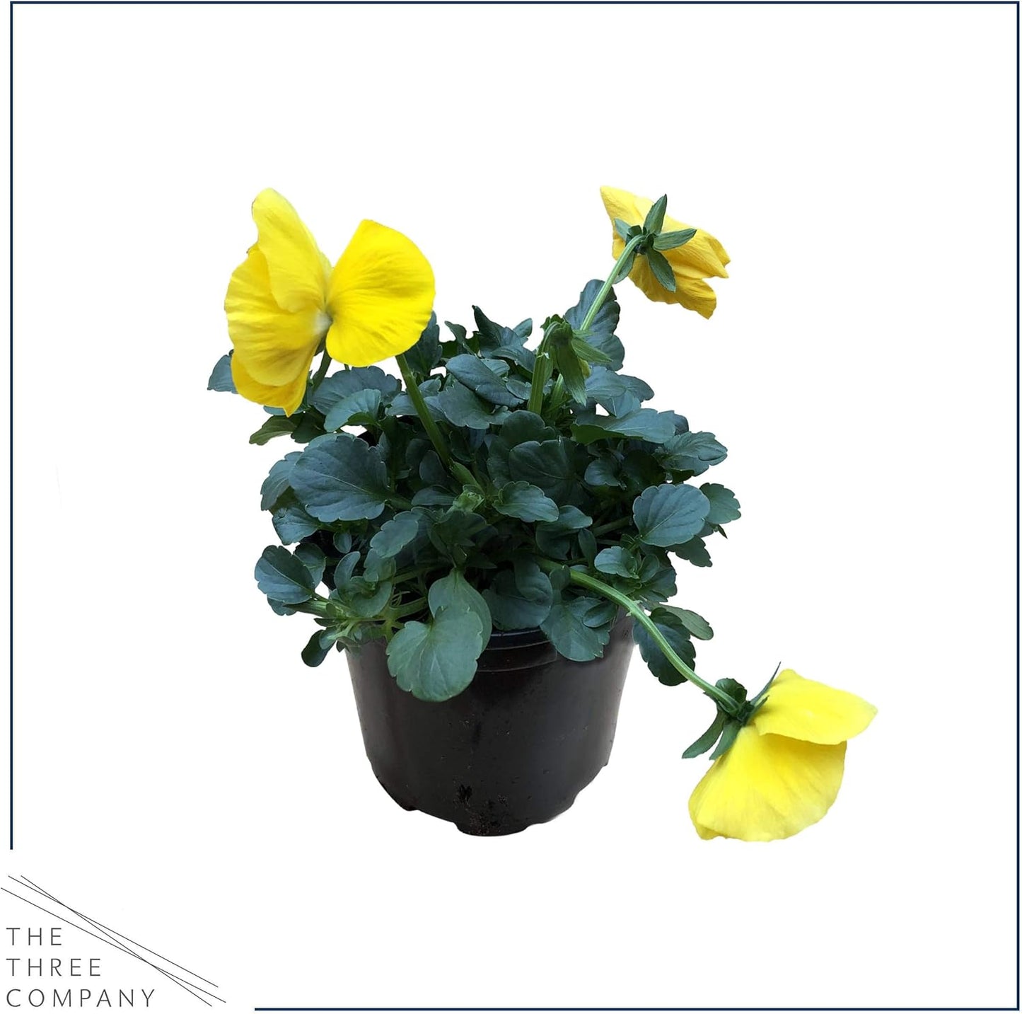 Live Healthy Flowering Pansies - Yellow (4 Plants Per Pack), Beautiful Winter Color, 6" Tall by 4" Wide in 1 Pint Square Pot