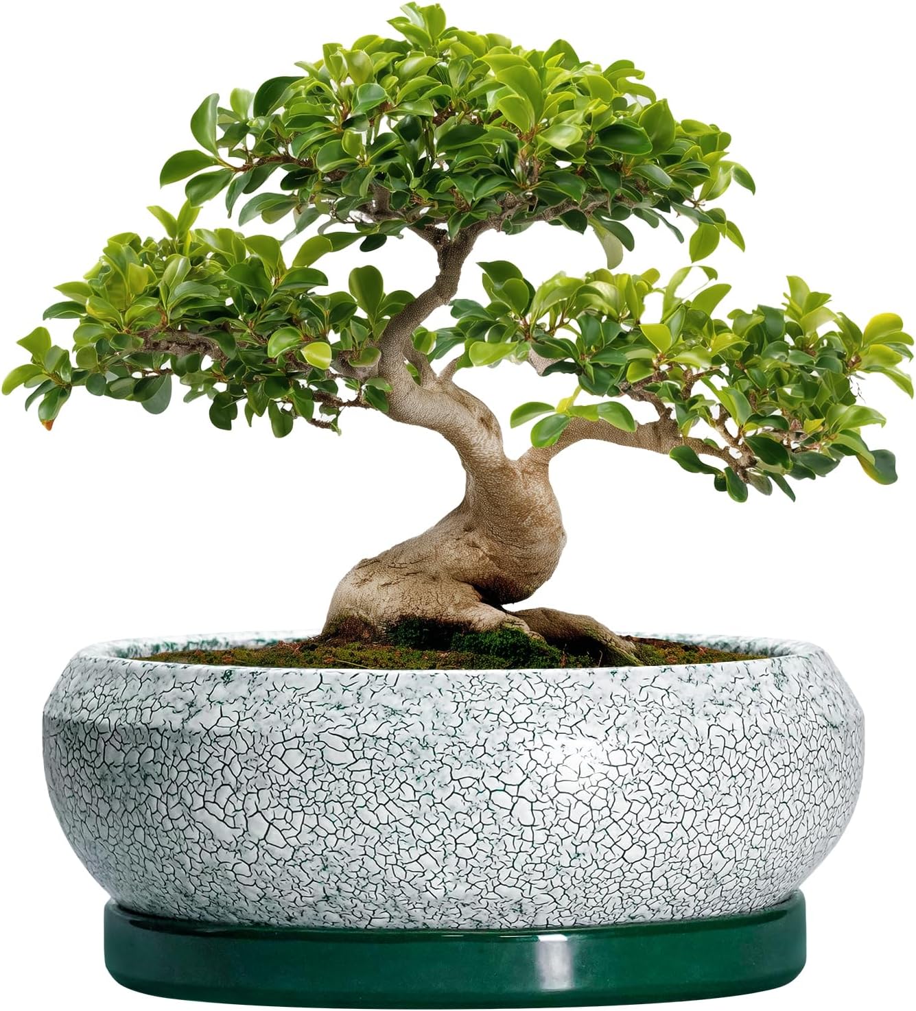 Bonsai Pots 13 Inch - Shallow Ceramic Planter with Drainage Hole and Saucer, Round Succulent Pots for Indoor Outdoor, Large Succulent Planter, Apartment Decor, Gardening Gifts, Green