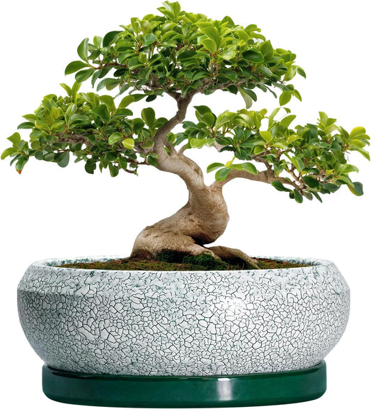 Bonsai Pots 13 Inch - Shallow Ceramic Planter with Drainage Hole and Saucer, Round Succulent Pots for Indoor Outdoor, Large Succulent Planter, Apartment Decor, Gardening Gifts, Green