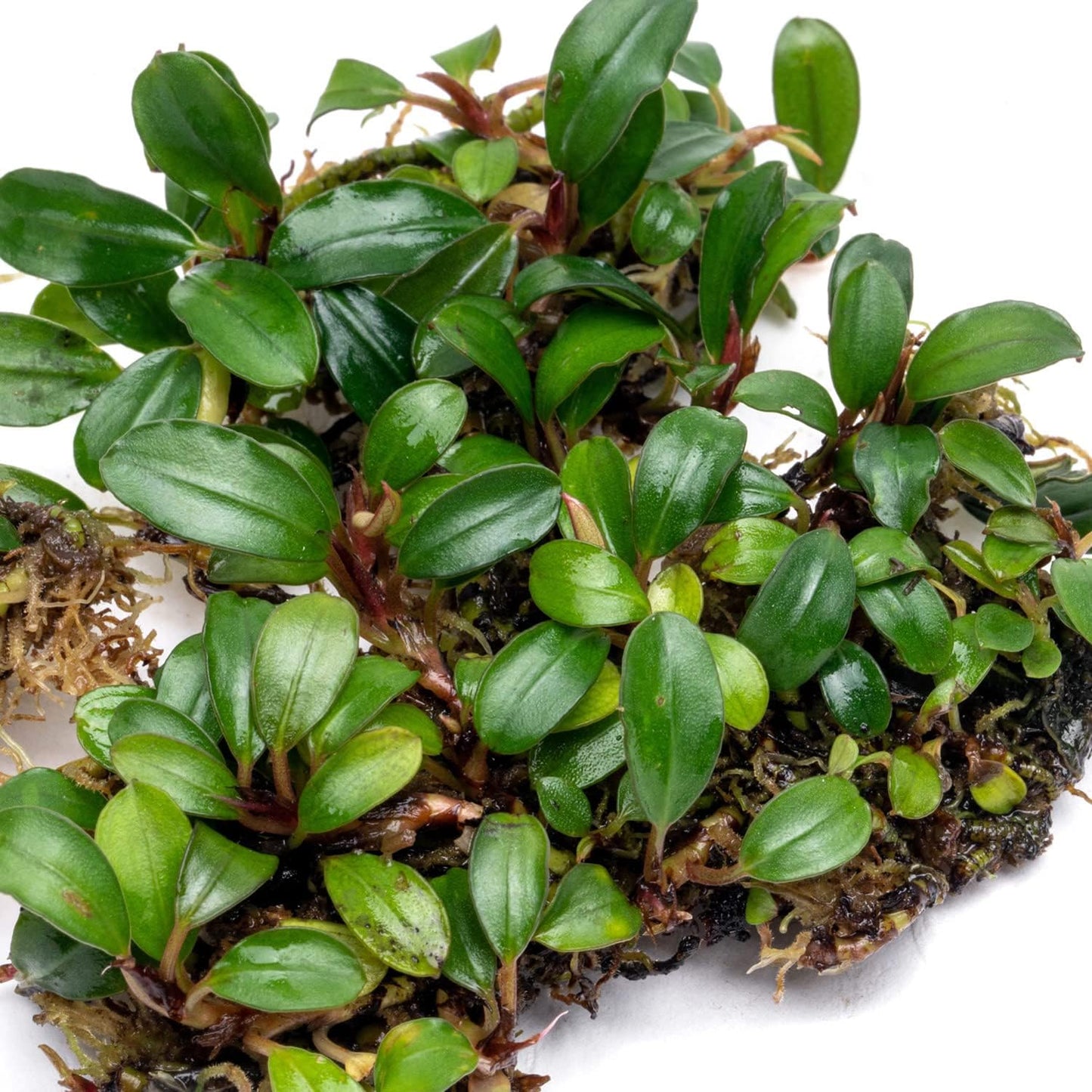 SubstrateSource Bucephalandra Mini Coin Live Aquarium Plant - Natural Freshwater Fish Tank Decorations and Aquatic Decor (Plant (10-15 Leaves))