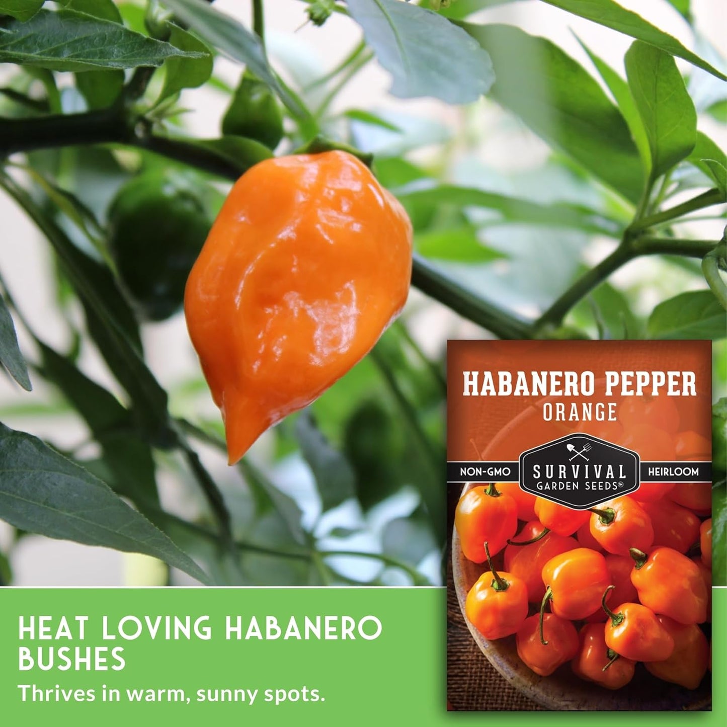 Orange Habanero Pepper Seeds for Planting | Extremely Hot Fruity Chili for Planting | Heirloom Non-GMO Variety for Sauce or Drying by Survival Garden Seeds (1 Pack)