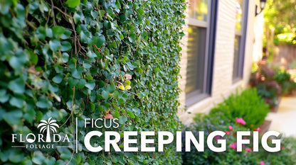 Creeping Fig Vine | 40 Live Plants | Ficus Pumila | Fast-Growing Ground Cover | Evergreen Climbing Vine for Walls & Trellises
