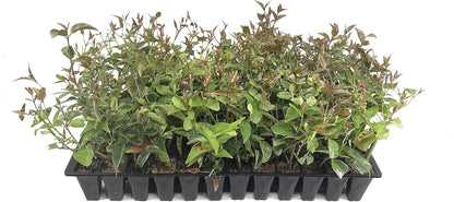 Star Jasmine - 10 Live Plants - Jasminum Nitidum - Fragrant Blooming Evergreen Vine