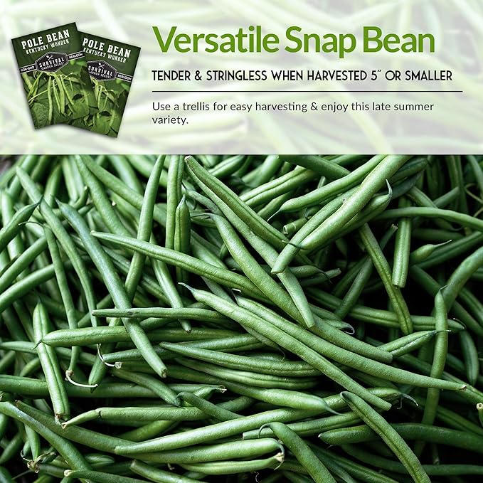 Survival Garden Seeds - Kentucky Wonder Pole Bean Seed for Planting - 1 Pack with Instructions to Plant and Grow Green Snap Beans in Your Home Vegetable Garden - Non-GMO Heirloom Variety