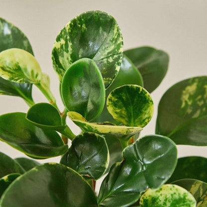 Peperomia Marble Live Plant for Indoor | Different Houseplants in 3'' Pot | Real House Plant for Living Room, Office, Desk & Bathroom | Marble Peperomia | Radiator Plant