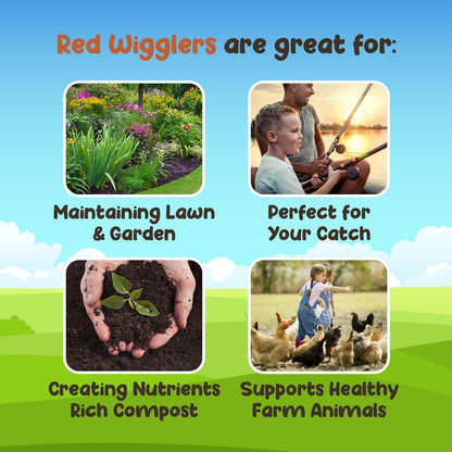 Red Wigglers Composting Worms - 1lb Red Worms for Composting Bin, for Plants or Gardening, Compost Worm for Soil Fertility & Worm Farm, Easy to Manage