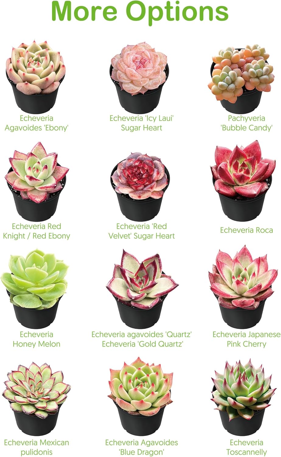 Live Succulents Crassula Baby's Necklace (4-inch), Succulent Plants Fully Rooted in Pots with Soil, Easy-Care House Plant for DIY, Home Office Decor, Wedding Party Favor