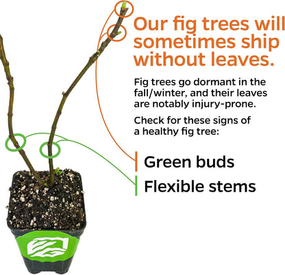 LSU Gold Fig Tree Starter Plant - Ficus carica by Wellspring Gardens - Fig Live Plants- Fig Tree - Fig Plant - Fig Trees Live Plants for Plants Enthusiast