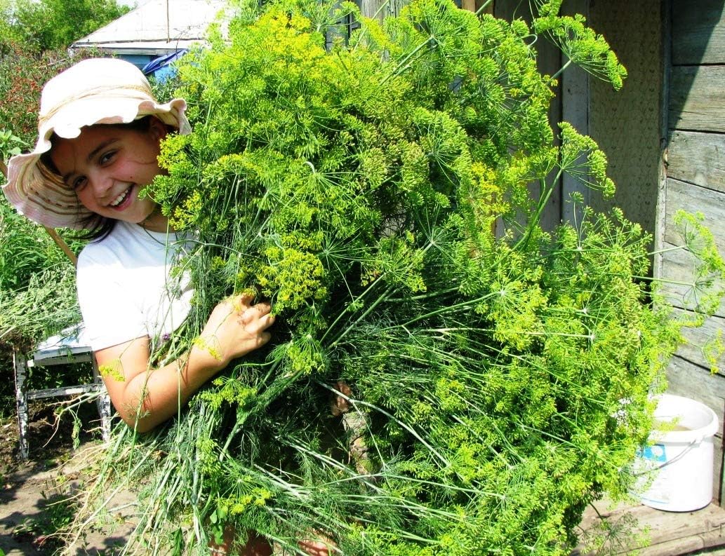Seeds Dill Mamonth - Heirloom Vegetable - GMO Free