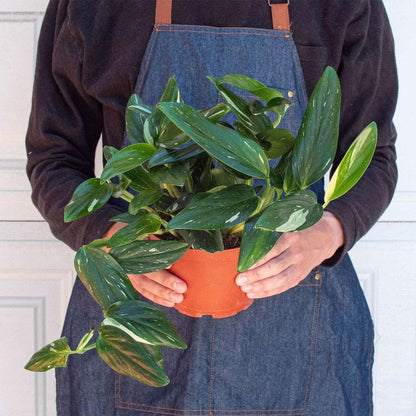 Monstera Standeleyana Albo Variegated Live Plant for Indoor | Different Houseplants in 4'' & 6'' Pot | Real House Plant for Living Room, Office, Desk & Bathroom | Five Holes