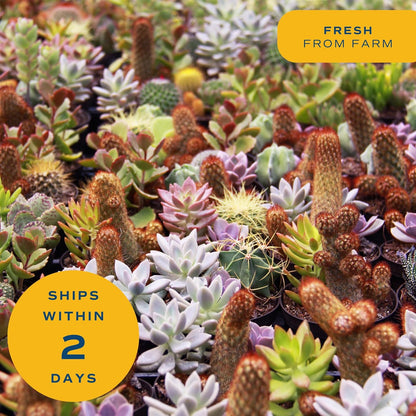 Costa Farms Succulent Plants (Pack of 3), Live Indoor Plant Mini Succulent in Cute Decor Plant Pot, Potting Soil Mix, Grower's Choice, Housewarming Gift, Room Decor, 2-Inches Tall
