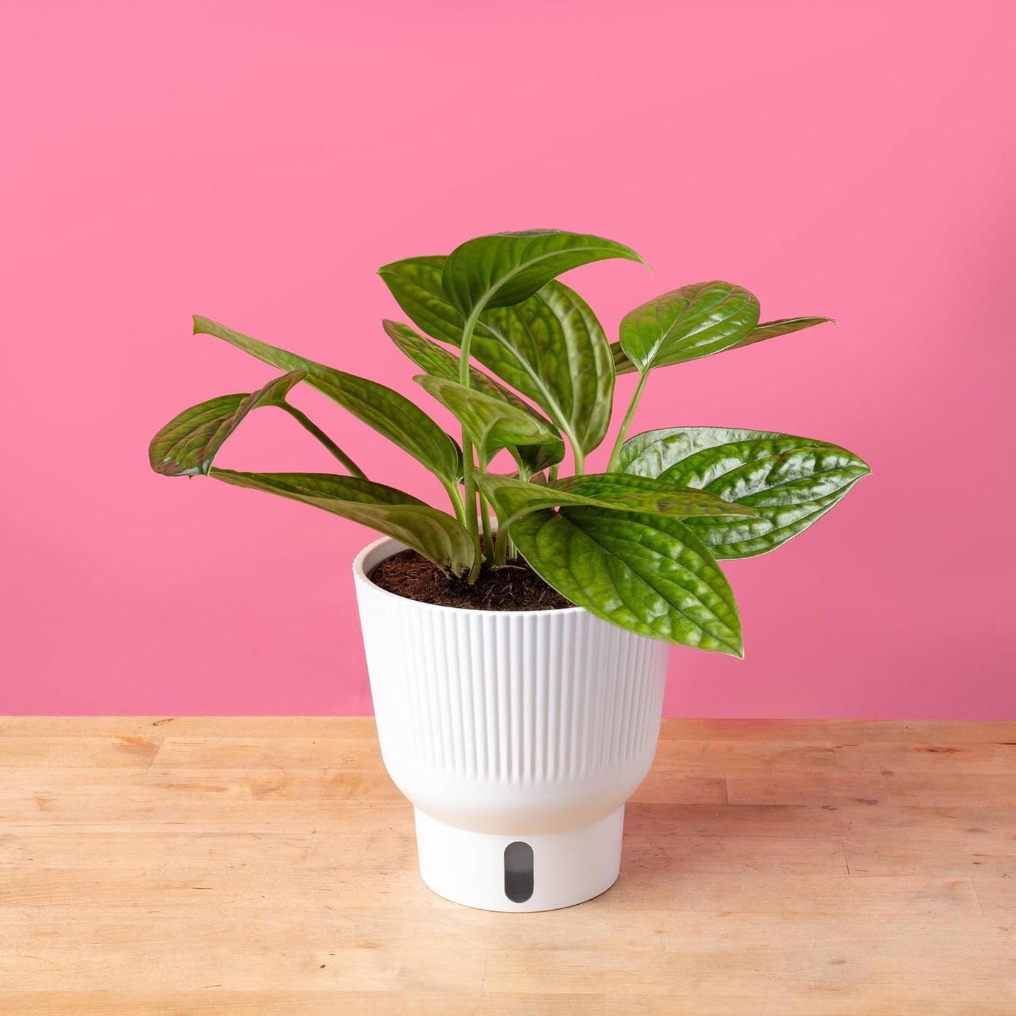Costa Farms Green Galaxy Monstera, Rare Unique Live Indoor Plant in 6-Inch Self-Watering Houseplant Pot, Potting Soil, Trending Tropicals Collection, Room and Home Decor