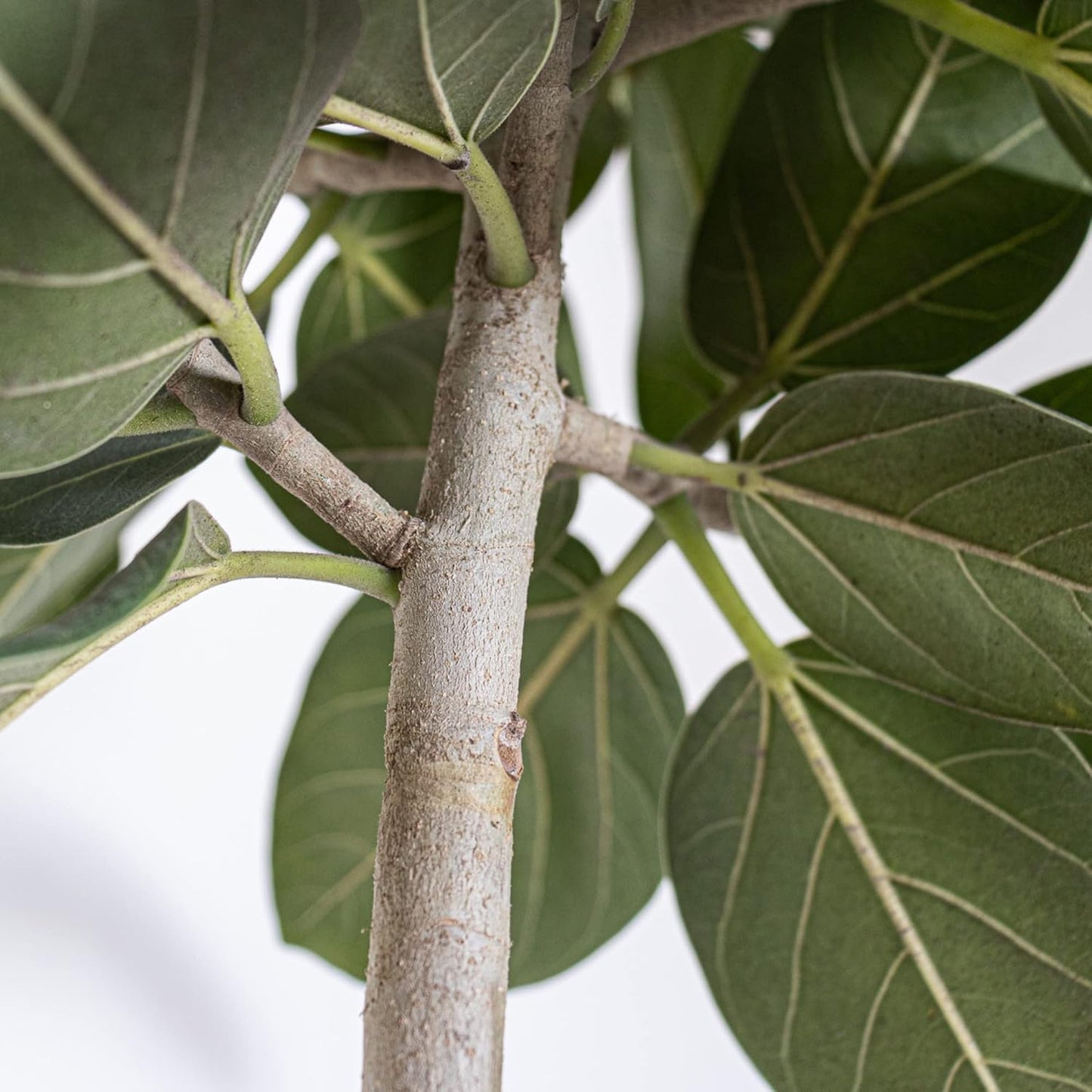 United Nursery Ficus Audrey – Standard Indoor Tree in 10” Grower Pot – 32–38 Inches Tall – Upright Green Ficus with Velvety Leaves – Low-Maintenance, Air-Purifying Plant for Home or Office
