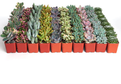 Shop Succulents Pastel Succulent Plant Pack Bulk Collection - Live Mini Succulent Plants, Low Maintenance, Bright & Serene Colors & Textures - Wedding and Party Favors, Gift & Garden, Pack of 256
