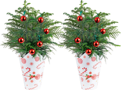 Costa Farms Live Christmas Tree (Pack of 2), Norfolk Island Pine in Holiday Gifting Wrap Plant Pot, Houseplant Christmas Decoration, Christmas Gift or Room Decor, 18-20 Inches Tall