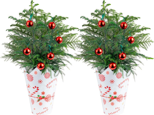 Costa Farms Live Christmas Tree (Pack of 2), Norfolk Island Pine in Holiday Gifting Wrap Plant Pot, Houseplant Christmas Decoration, Christmas Gift or Room Decor, 18-20 Inches Tall