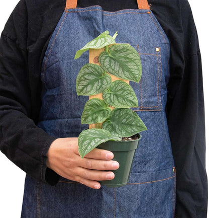 Monstera Dubia Live Plant for Indoor | Different Houseplants in 4'' & 6'' Pot | Real House Plant for Living Room, Office, Desk & Bathroom | Shingle Plant