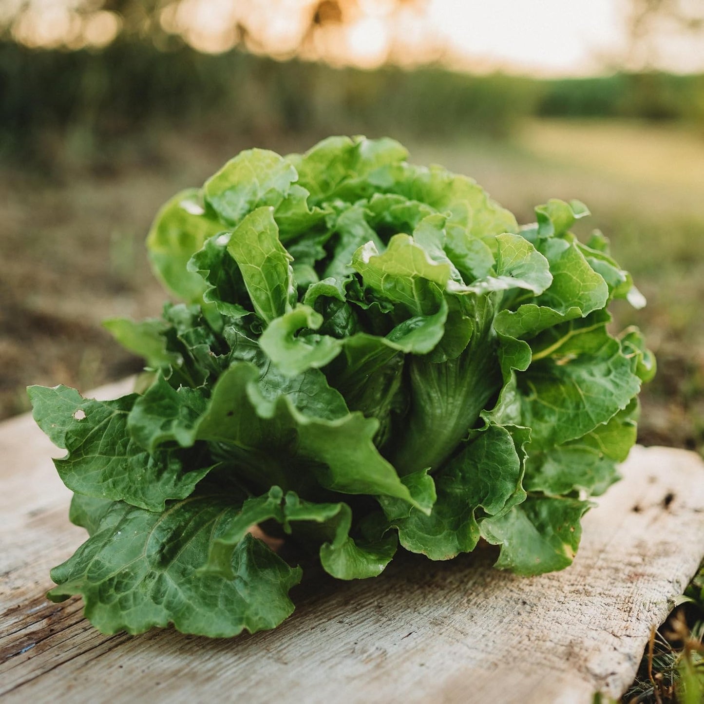 Arianna Batavian Lettuce - 500 Seeds - Non-GMO Batavian Lettuce Seeds for Planting in The Home Garden, Thresh Seed Company