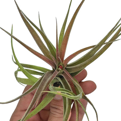 ragnaroc Air Plants - Tillandsia Brachycaulos Abdita, Large 4-6" - 1 ct - Live Arrival Guaranteed - House Plants for Home Decor & Gift