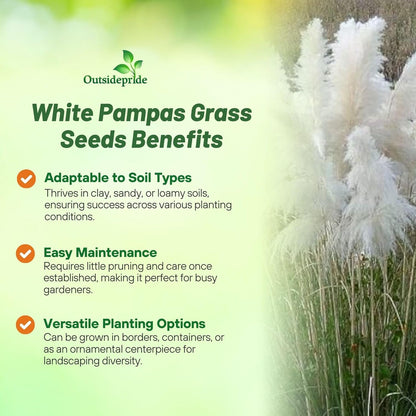 Outsidepride White Pampas Grass Seeds – 2,000 Pcs. Perennial, Drought-Tolerant Ornamental Grass for Large Garden Borders, Privacy Landscaping, Xeriscaping, and Low-Maintenance Outdoor Spaces