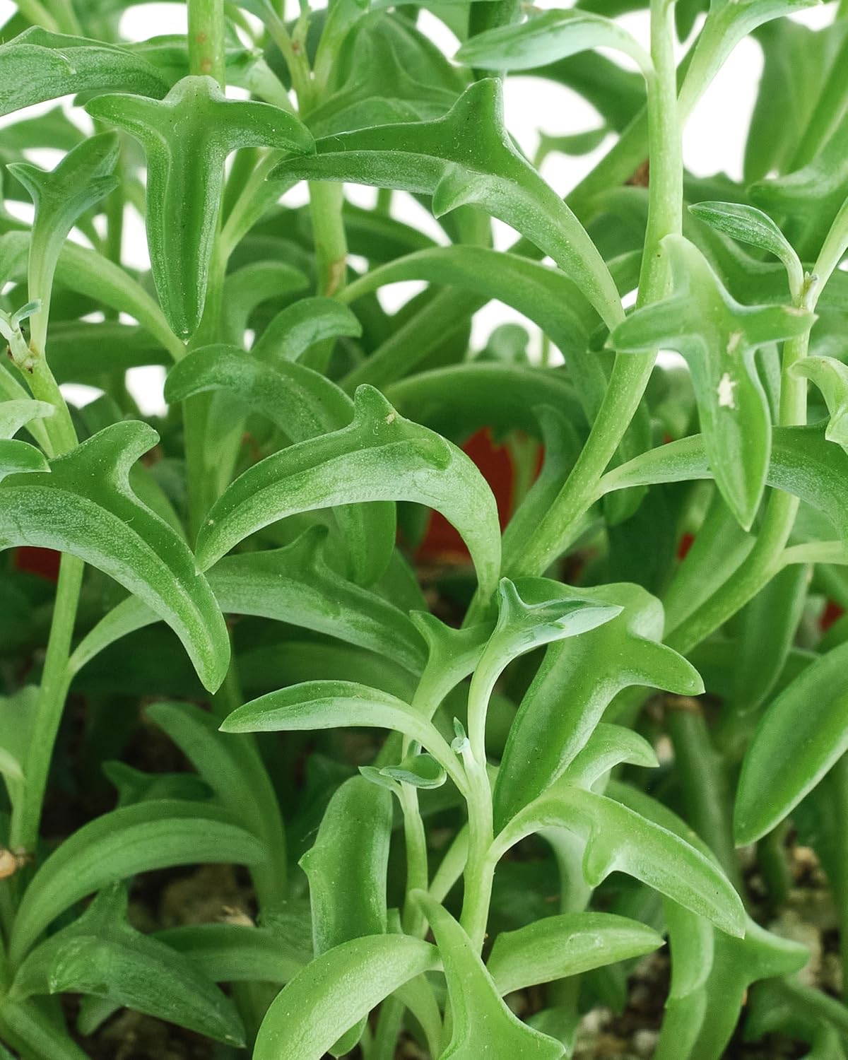 Shop Succulents String of Dolphins Hanging Succulent, Senecio Peregrinus, Fully Rooted Live 4" Succulent Plant, Low Maintenance Indoor Plant, Trailing Succulents, Gift & Garden
