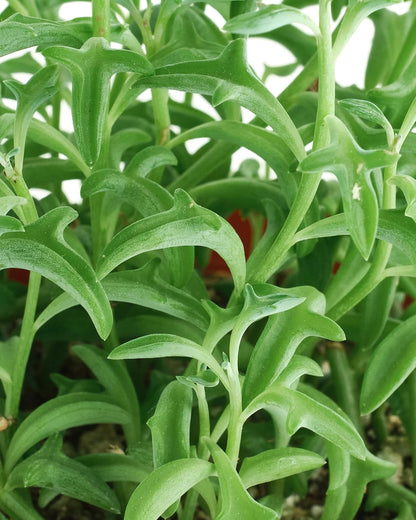 Shop Succulents String of Dolphins Hanging Succulent, Senecio Peregrinus, Fully Rooted Live 4" Succulent Plant, Low Maintenance Indoor Plant, Trailing Succulents, Gift & Garden