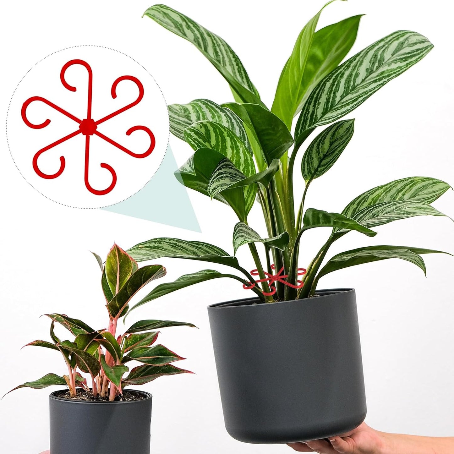 4PCS Plant Stem Support, 4 Sizes Climbing Houseplant Stem Holders, Plastic Reusable Flower Trellis Stem Hook Plant Care Growth Accessories for Flower Plants Indoor Outdoor- Red
