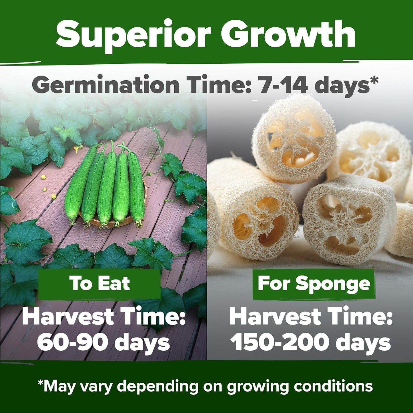 HOME GROWN Luffa Seeds 2 Pack(Luffa aegyptiaca)80 Heirloom 𝗡𝗢𝗡-𝗚𝗠𝗢,𝗨𝗦𝗔-𝗦𝗢𝗨𝗥𝗖𝗘𝗗 Loofah Gourd Seeds for Planting High Germination Rate - Make Sponges or Harvest Young Loofahs for Eating