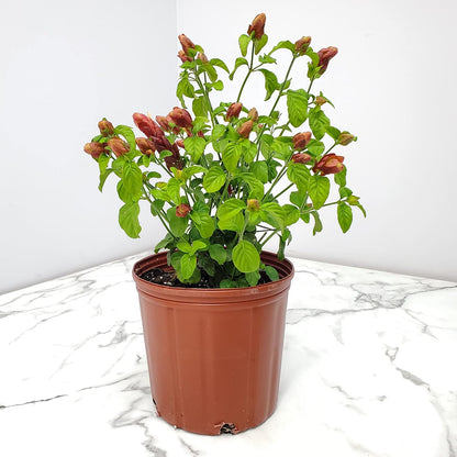 Shrimp Plants (Bush)