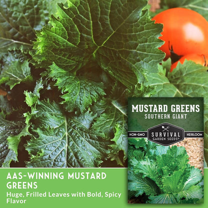 Southern Giant Mustard Green Seeds for Planting – Heirloom Non-GMO Spicy Greens, Heat Tolerant and Slow to Bolt for Home Vegetable Gardens - Survival Garden Seeds (2 Packs)