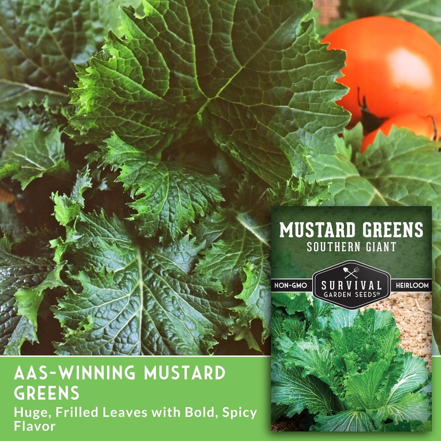 Southern Giant Mustard Green Seeds for Planting – Heirloom Non-GMO Spicy Greens, Heat Tolerant and Slow to Bolt for Home Vegetable Gardens - Survival Garden Seeds (1 Pack)