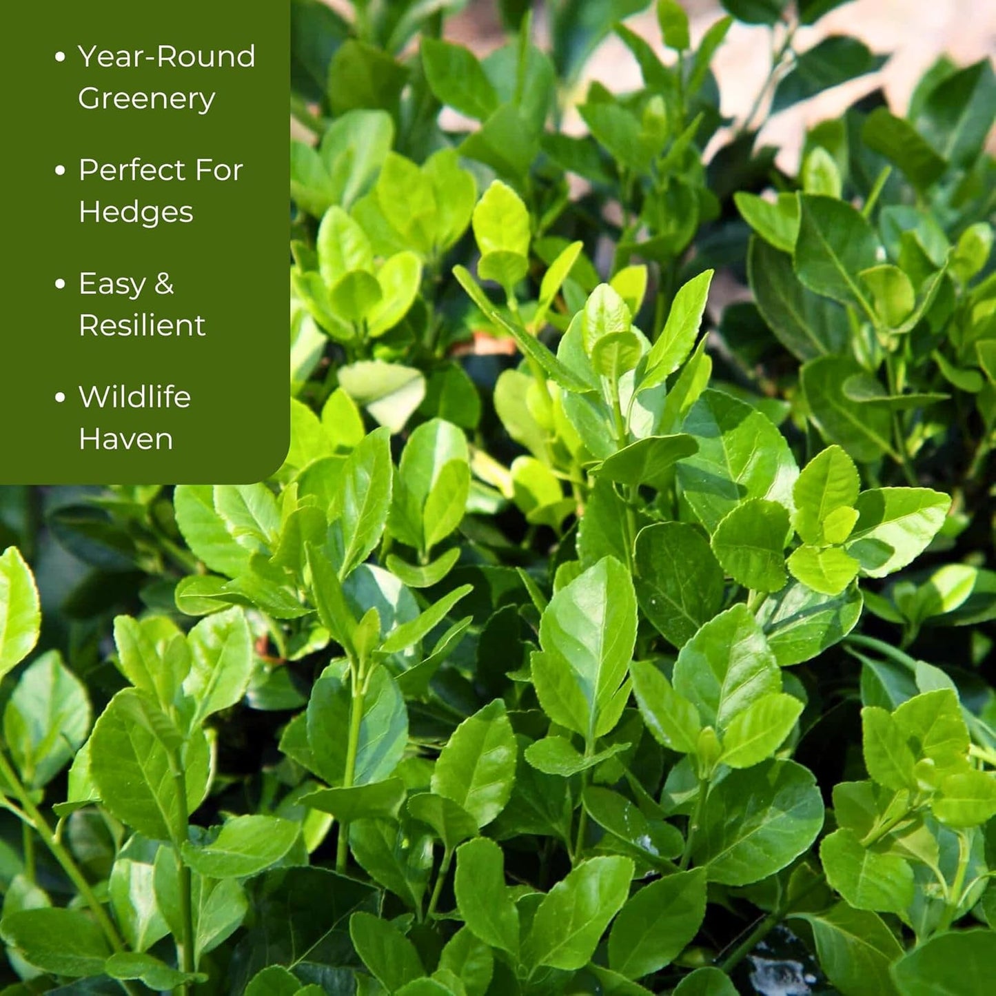 2 Live Manhattan Euonymus Plants (Euonymus Kiautschovicus ‘Manhattan’) – Evergreen Shrub for Hedges, Thriving in 2.5” Nursery Cubes
