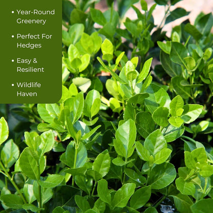 4 Manhattan Euonymus, Live Plants (Euonymus Kiautschovicus ‘Manhattan’) – Evergreen Shrub for Hedges, Thriving in 2.5” Nursery Cubes