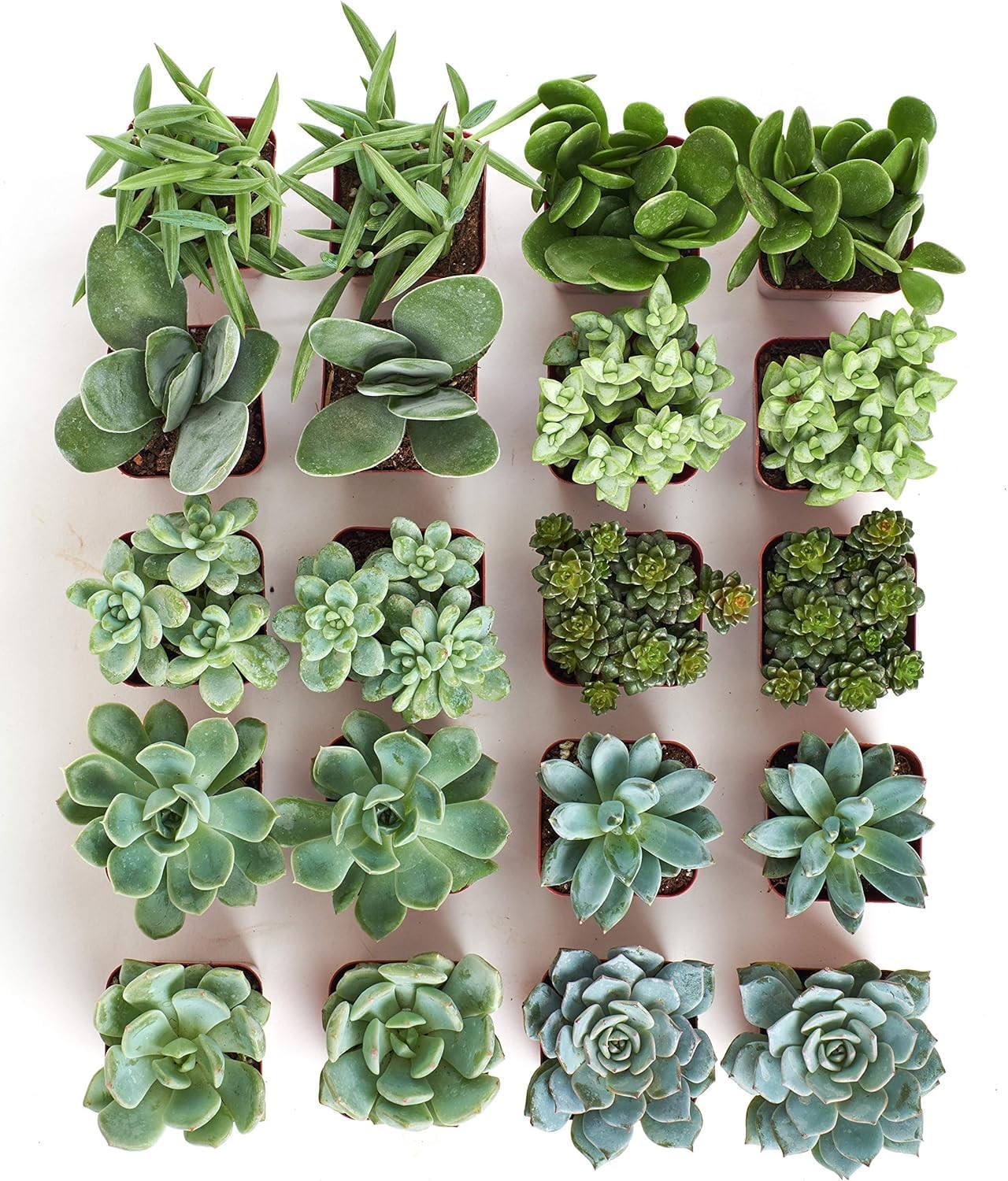 Shop Succulents Blue & Green Succulent Plant Pack Bulk Collection - Live Mini Succulent Plants, Low Maintenance, Mixture of Textures - Wedding and Party Favors, Gift & Garden, Pack of 20