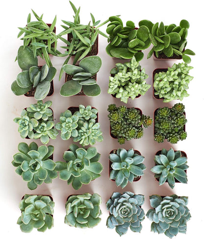 Shop Succulents Blue & Green Succulent Plant Pack Bulk Collection - Live Mini Succulent Plants, Low Maintenance, Mixture of Textures - Wedding and Party Favors, Gift & Garden, Pack of 20