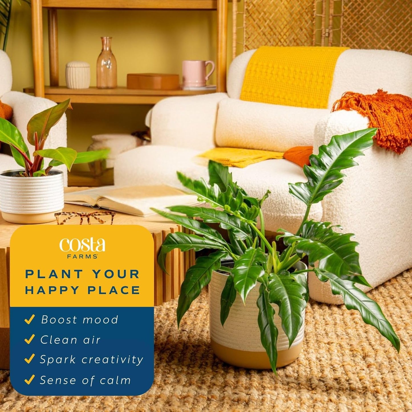 Costa Farms Philodendron Live Plant in Decorative Pot, Large Air Purifying Indoor Houseplant, Assorted Variety, Home, Room, or Office Decor, Great House Warming or Birthday Gift, 2-3 Feet Tall