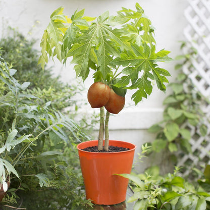 Gardenera Premium Peach Potting Soil Mix - Optimal Nutrient-Rich Blend for Thriving and Juicy Peaches - 10 Quart