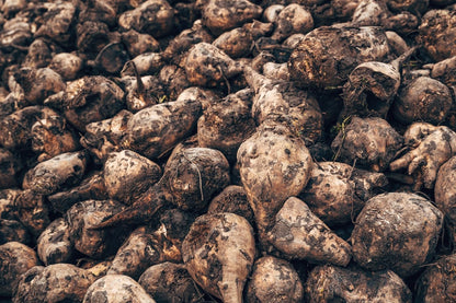 Sugar Beet Seeds for Planting – Plant & Grow Heirloom Sugar Beets in Home Outdoor Vegetable Garden, Beta vulgaris – 5 Packets