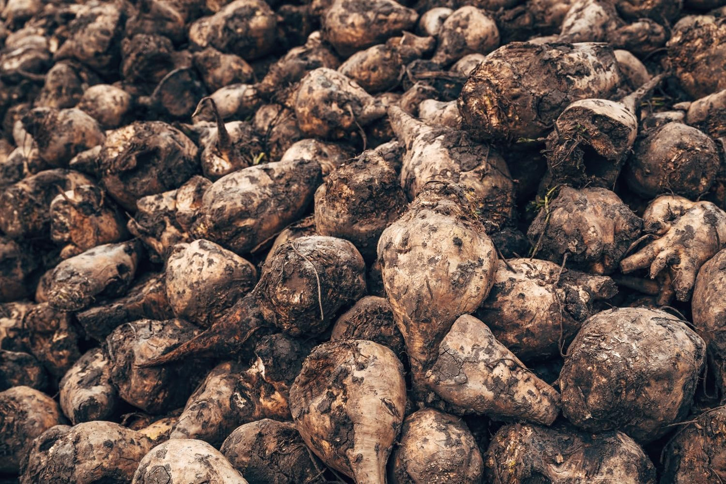Sugar Beet Seeds for Planting – Plant & Grow Heirloom Sugar Beets in Home Outdoor Vegetable Garden, Beta vulgaris – 3 Packets