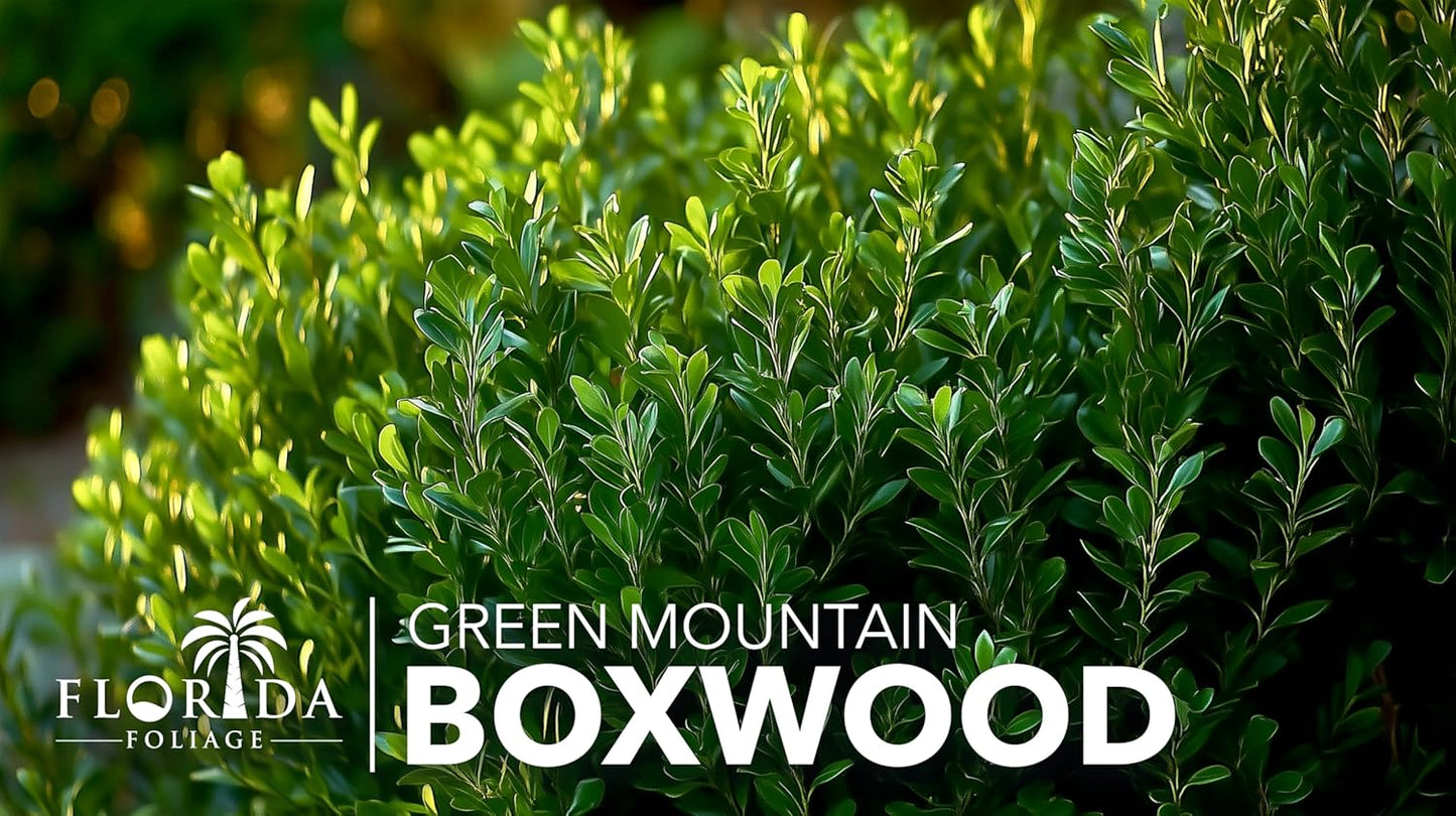 Green Mountain Boxwood | 10 Live Plants | Buxus sempervirens ‘Green Mountain’ | Evergreen Privacy Shrub | Compact Formal Garden Plants