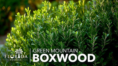 Green Mountain Boxwood | 10 Live Plants | Buxus sempervirens ‘Green Mountain’ | Evergreen Privacy Shrub | Compact Formal Garden Plants