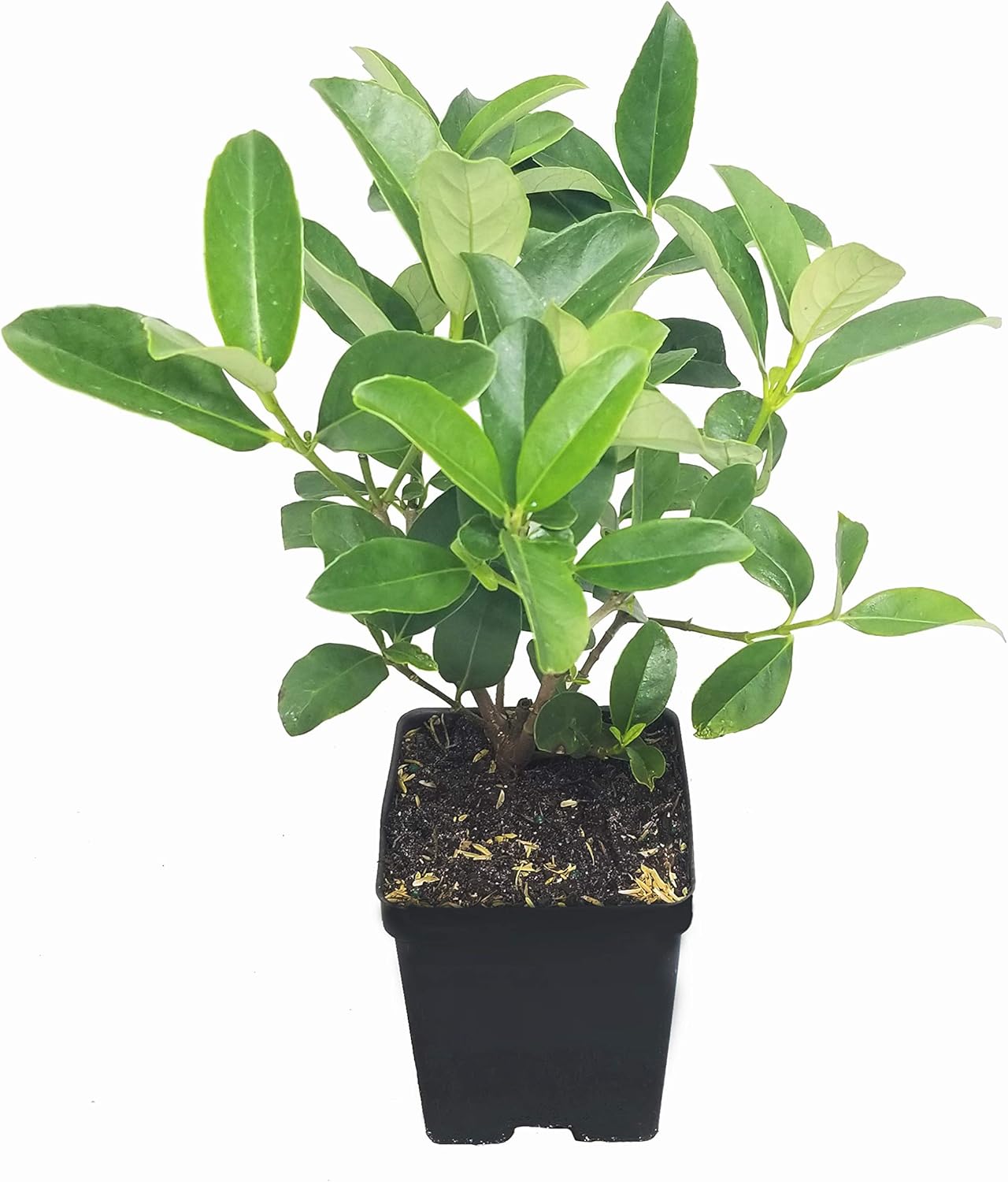 Sweet Viburnum | 12 Large 4 Inch Pots | Viburnum Odorotissimum | Live Plants | Fast Growing Privacy Hedge, Shrub, Privacy Screen