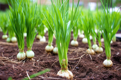 Garlic Bulbs for Seed - Fresh California SOFTNECK Garlic for Planting - Grow Your Own Garlic (20 Bulbs)