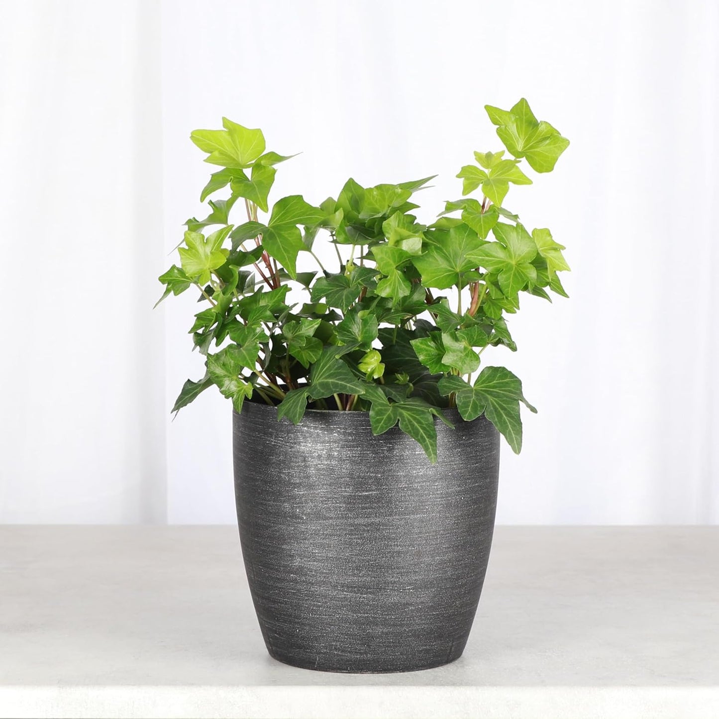 Thorsen's Greenhouse Live Green English Ivy Plant, Hedera Helix, Natural Air Purifier, Easy to Grow, Live Indoor Houseplant, 4" Diameter Pot (Brushed Silver)