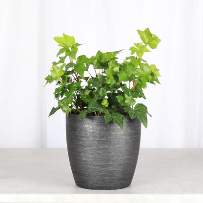 Thorsen's Greenhouse Live Green English Ivy Plant, Hedera Helix, Natural Air Purifier, Easy to Grow, Live Indoor Houseplant, 4" Diameter Pot (Brushed Silver)