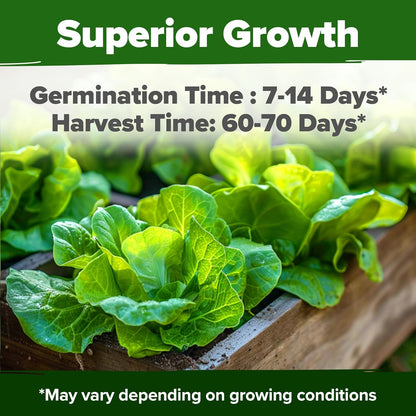 HOME GROWN Buttercrunch Lettuce Seed Pack - 3950 𝗡𝗢𝗡-𝗚𝗠𝗢 𝗨𝗦𝗔 Vegetable Seeds - Ideal Seeds for Hydroponic Garden Indoor Premium and Heirloom Butter Lettuce Seeds for Planting (Lactuca sativa)