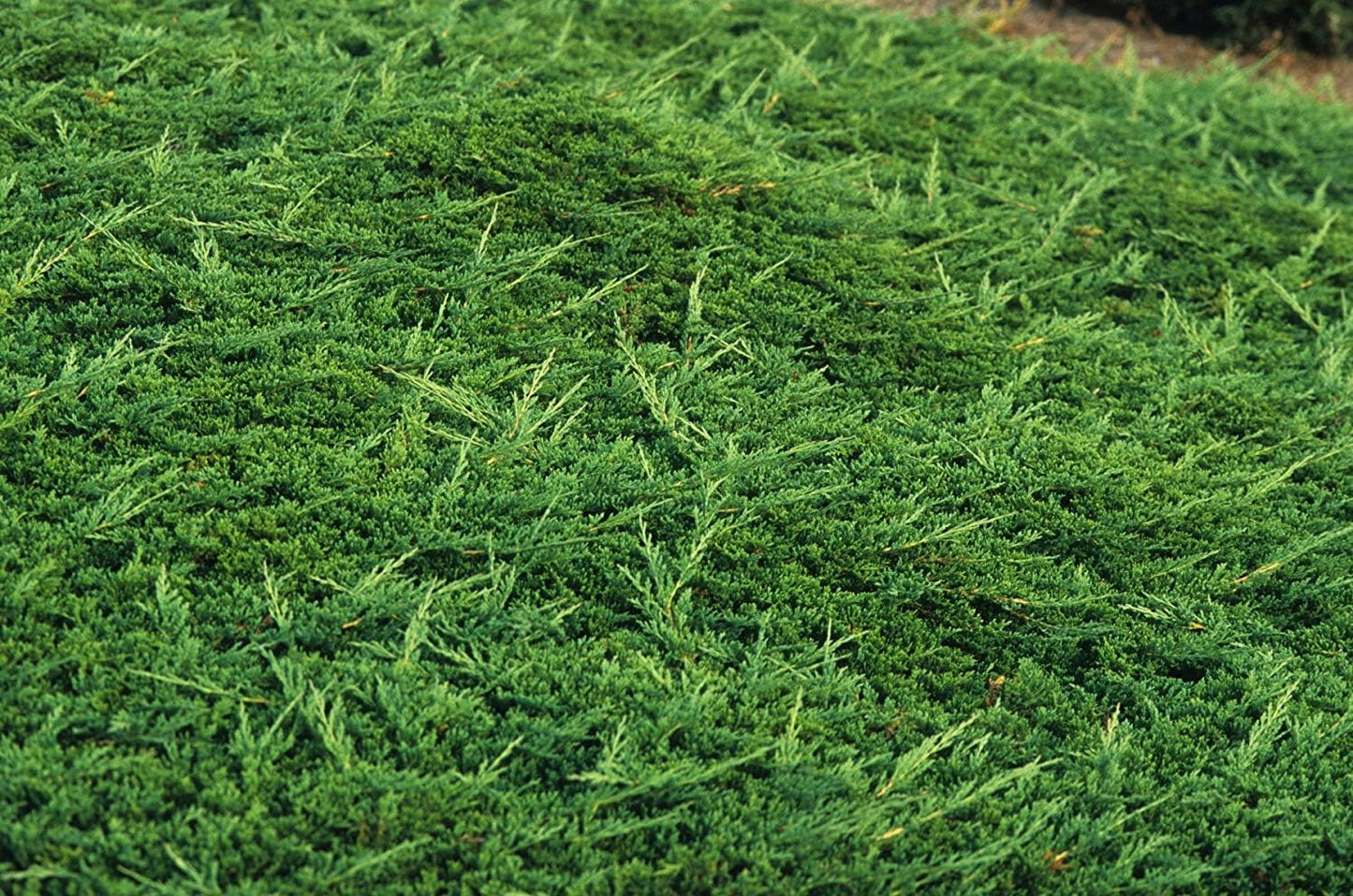 Prince of Wales Juniper - 50 Live Plants - Drought Tolerant Cold Hardy Evergreen Ground Cover